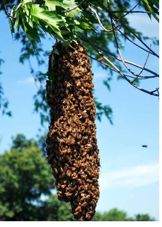 A honey bee swarm clustered on a tree branch